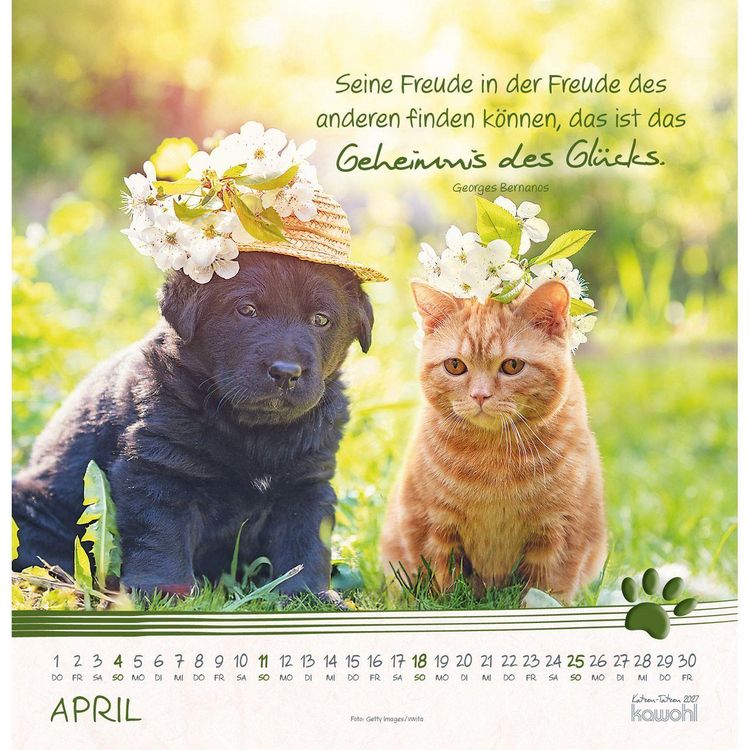 Produktbild: Katzen-Tatzen 2027