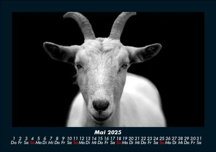 Produktbild: Tiere auf dem Bauernhof 2025 Fotokalender DIN A5