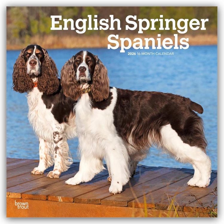 Produktbild: English Springer Spaniels 2026 – 16-Monatskalender