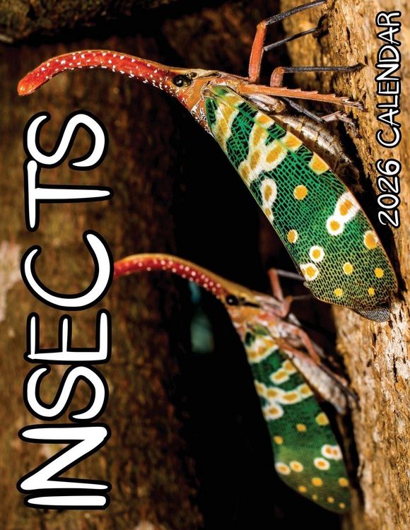 Produktbild: Insects 2026 Calendar
