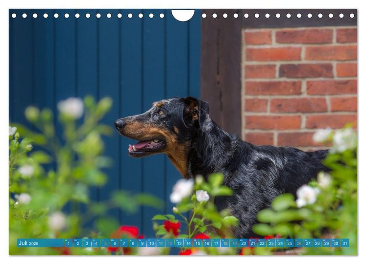 Produktbild: Der Beauceron (Wandkalender 2026 DIN A4 quer), CALVENDO Monatskalender