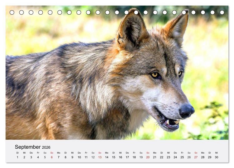 Produktbild: W&ouml;lfe. Ein Herz f&uuml;r Isegrim! (Tischkalender 2026 DIN A5 quer), CALVENDO Monatskalender