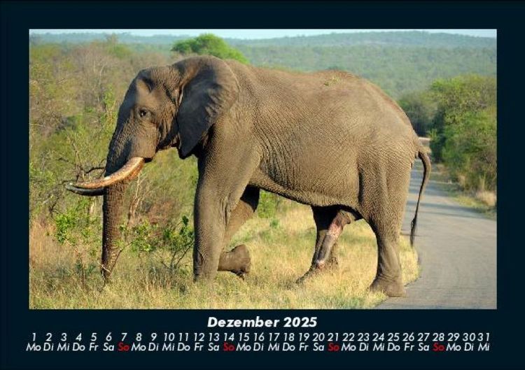 Produktbild: Der Elefantenkalender 2025 Fotokalender DIN A5