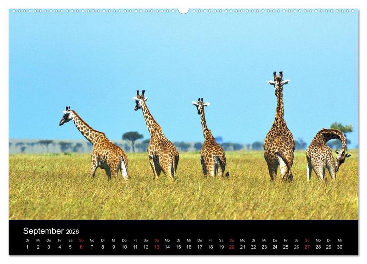 Produktbild: GIRAFFEN - Liebliche Riesen der afrikanischen Savanne (Wandkalender 2026 DIN A2 quer), CALVENDO Monatskalender
