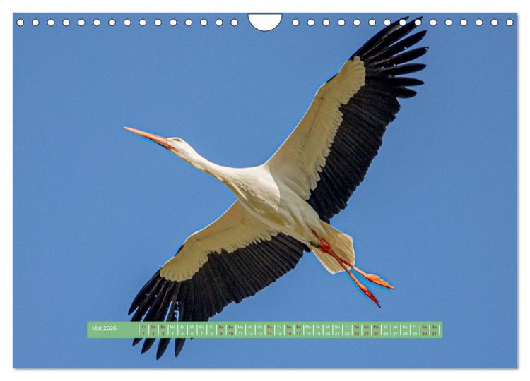 Produktbild: Wolfsburg - einfach tierisch (Wandkalender 2026 DIN A4 quer), CALVENDO Monatskalender