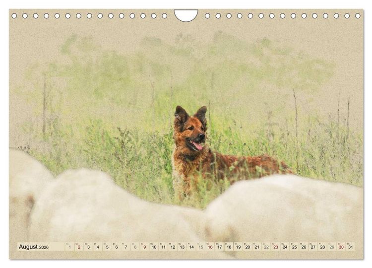 Produktbild: Altdeutsche H&uuml;tehunde 2026 (Wandkalender 2026 DIN A4 quer), CALVENDO Monatskalender