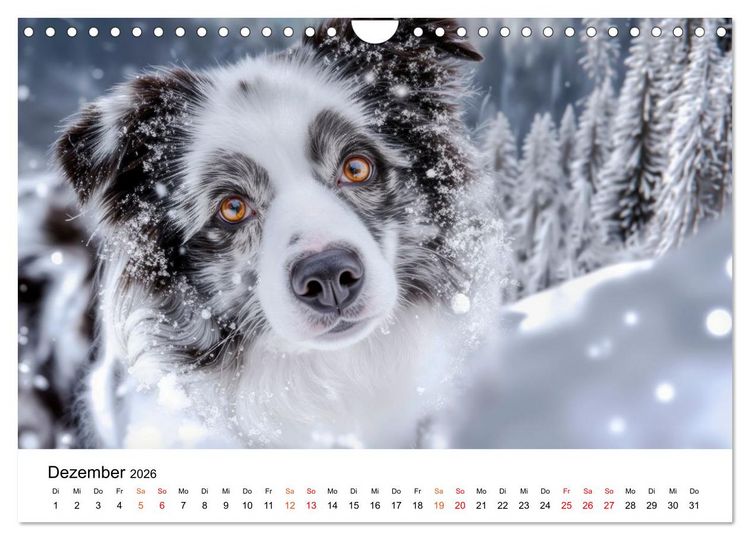 Produktbild: Border Collies H&uuml;teprofis (Wandkalender 2026 DIN A4 quer), CALVENDO Monatskalender
