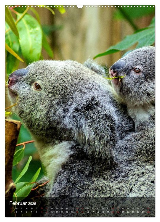 Produktbild: Koalas auf den Pelz ger&uuml;ckt (hochwertiger Premium Wandkalender 2026 DIN A2 hoch), Kunstdruck in Hochglanz