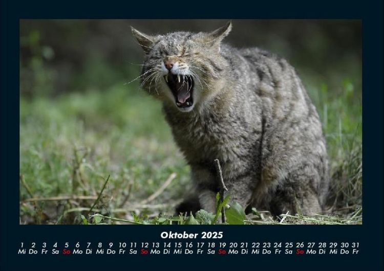Produktbild: F&uuml;r Katzenfreunde 2025 Fotokalender DIN A4