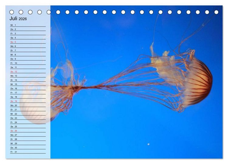 Produktbild: Quallen. Die Welt der Medusen (Tischkalender 2026 DIN A5 quer), CALVENDO Monatskalender