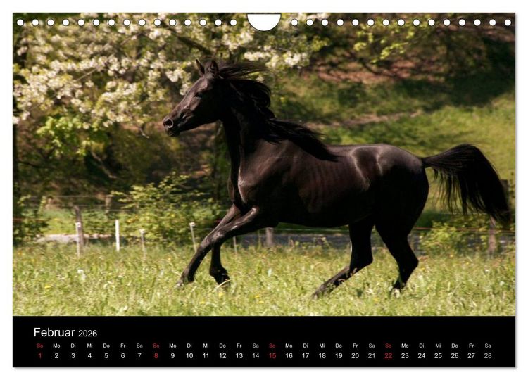 Produktbild: Pferde - m&auml;chtig, stolz & sch&ouml;n (Wandkalender 2026 DIN A4 quer), CALVENDO Monatskalender
