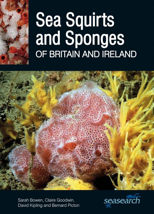 Produktbild: Sea Squirts and Sea Sponges of Britain and Ireland