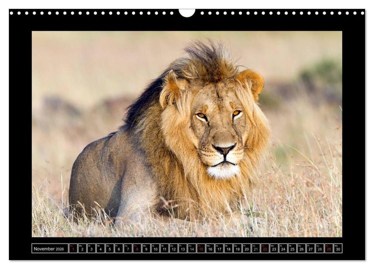 Produktbild: Afrikas Katzen (Wandkalender 2026 DIN A3 quer), CALVENDO Monatskalender