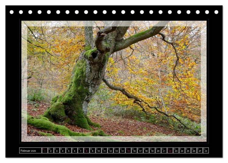 Produktbild: Zauberwald HALLOH (Tischkalender 2026 DIN A5 quer), CALVENDO Monatskalender