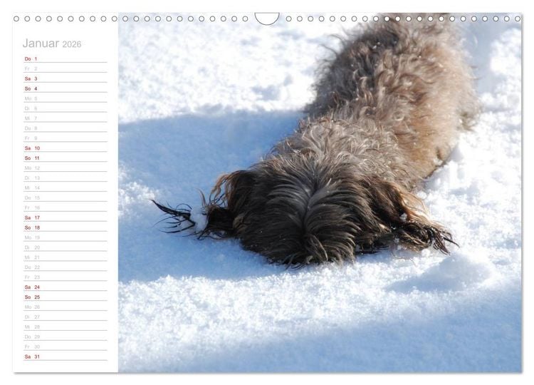 Produktbild: Rauhaardackel Motte & Friends (Wandkalender 2026 DIN A3 quer), CALVENDO Monatskalender