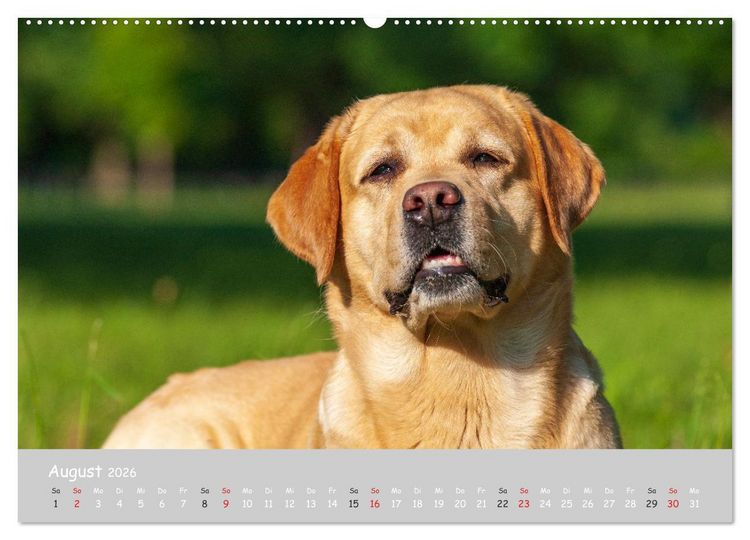 Produktbild: Liebenswerter Labrador 2026 (hochwertiger Premium Wandkalender 2026 DIN A2 quer), Kunstdruck in Hochglanz