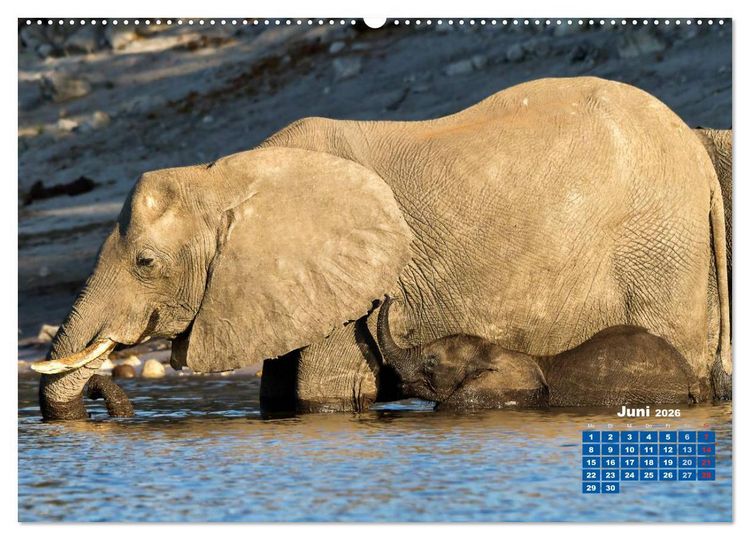 Produktbild: Afrikas Tierwelt: Elefantenbabys (Wandkalender 2026 DIN A2 quer), CALVENDO Monatskalender