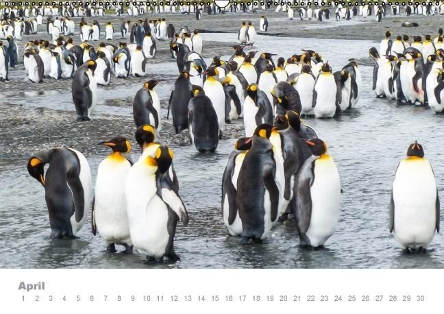 Produktbild: ANTARKTIS (Wandkalender immerw&auml;hrend DIN A2 quer)