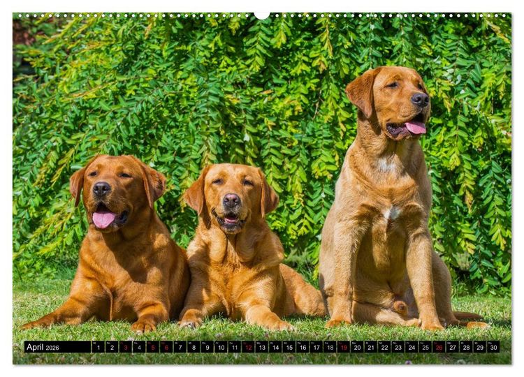 Produktbild: Labrador Retriever - ein Herz auf 4 Pfoten (Wandkalender 2026 DIN A2 quer), CALVENDO Monatskalender