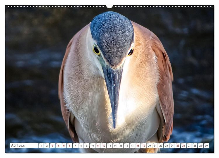 Produktbild: Australiens V&ouml;gel (hochwertiger Premium Wandkalender 2026 DIN A2 quer), Kunstdruck in Hochglanz