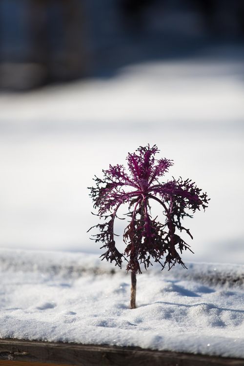 Produktbild: Frisches Gem&uuml;se im Winter ernten