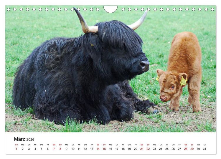 Produktbild: Die Schottischen Hochlandrinder und ihr Nachwuchs (Wandkalender 2026 DIN A4 quer), CALVENDO Monatskalender