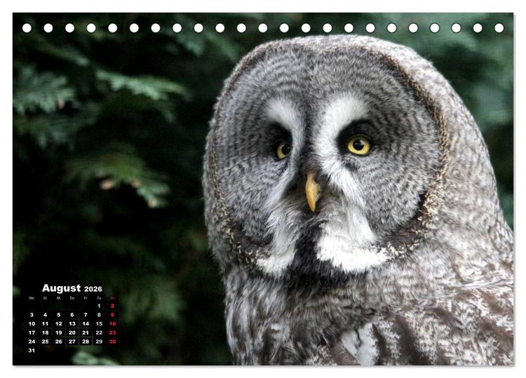 Produktbild: Greifv&ouml;gel, Eulen und K&auml;uze (Tischkalender 2026 DIN A5 quer), CALVENDO Monatskalender