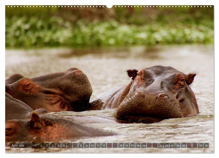 Produktbild: Afrika - Zauber der Wildnis (hochwertiger Premium Wandkalender 2026 DIN A2 quer), Kunstdruck in Hochglanz
