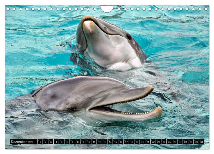 Produktbild: Big Five aus dem Ozean Hai, Delphin, Wal, Robbe, Pinguin (Wandkalender 2026 DIN A4 quer), CALVENDO Monatskalender