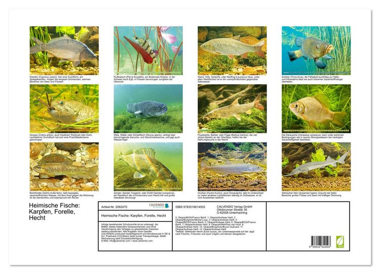 Produktbild: Heimische Fische: Karpfen, Forelle, Hecht (Wandkalender 2026 DIN A2 quer), CALVENDO Monatskalender
