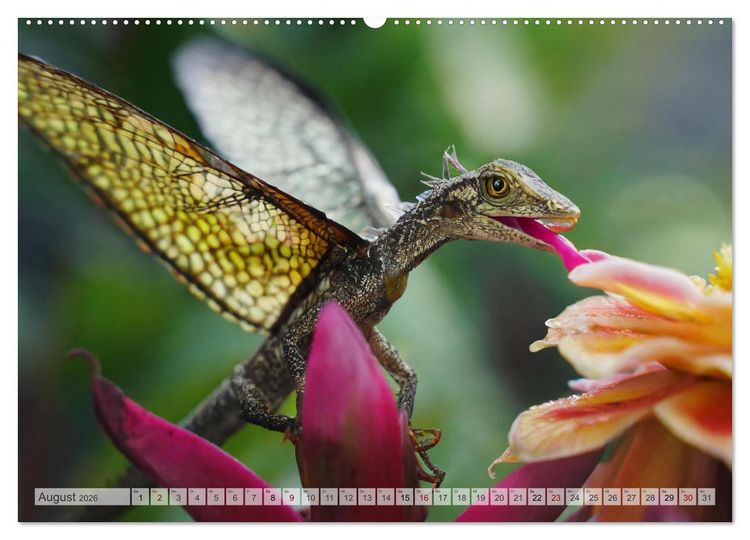 Produktbild: Drachen - Herrscher der Welt (Wandkalender 2026 DIN A2 quer), CALVENDO Monatskalender