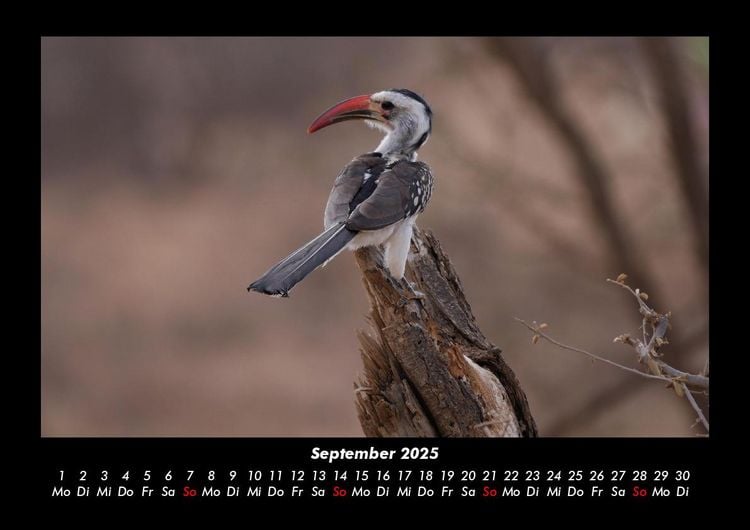 Produktbild: V&ouml;gel 2025 Fotokalender DIN A3