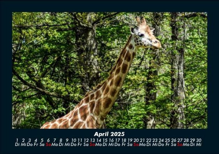 Produktbild: Giraffen 2025 Fotokalender DIN A5
