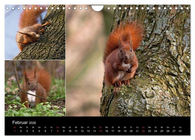 Produktbild: Wilde Eichh&ouml;rnchenwelt! (Wandkalender 2026 DIN A4 quer), CALVENDO Monatskalender