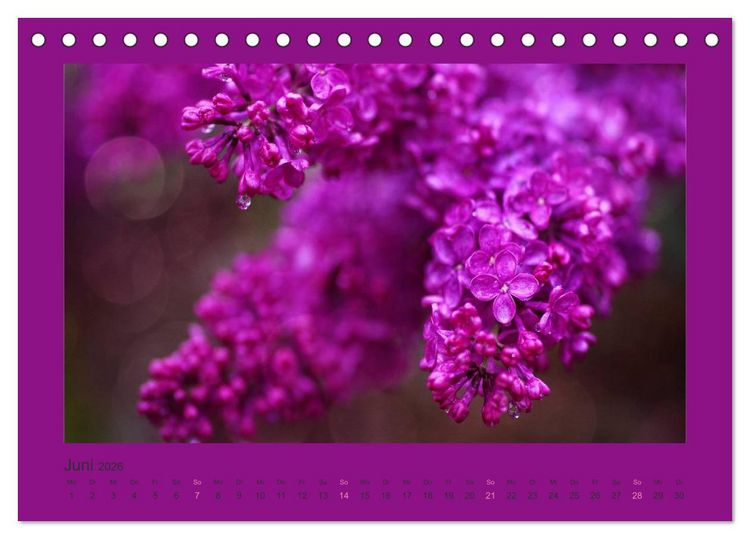 Produktbild: 12 Farben (Tischkalender 2026 DIN A5 quer), CALVENDO Monatskalender