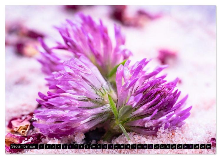 Produktbild: Essbare Bl&uuml;ten aus meinem Garten (Wandkalender 2026 DIN A3 quer), CALVENDO Monatskalender