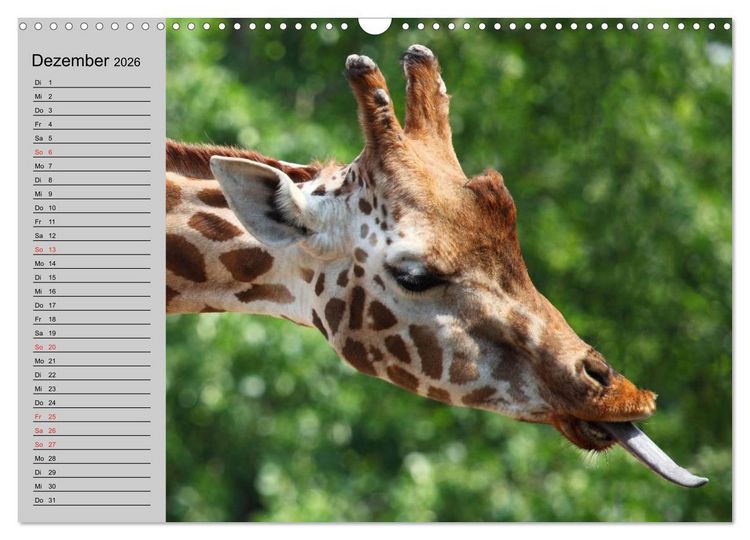 Produktbild: Giraffen. Dem Himmel so nah (Wandkalender 2026 DIN A3 quer), CALVENDO Monatskalender