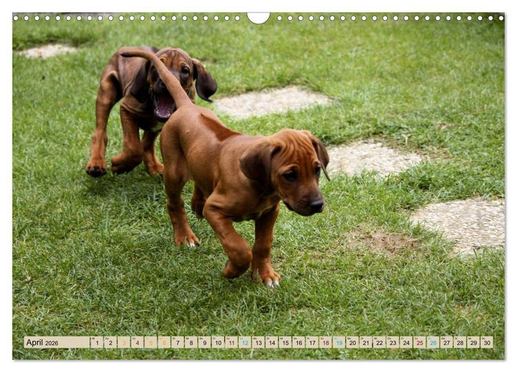 Produktbild: Rhodesian Ridgeback - eine Liebe f&uuml;rs Leben (Wandkalender 2026 DIN A3 quer), CALVENDO Monatskalender
