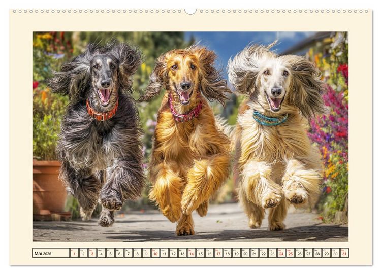 Produktbild: Afghanischer Windhund. Eleganter Sichtj&auml;ger und sensibler Couch-Potatoe (Wandkalender 2026 DIN A2 quer), CALVENDO Monatskalender