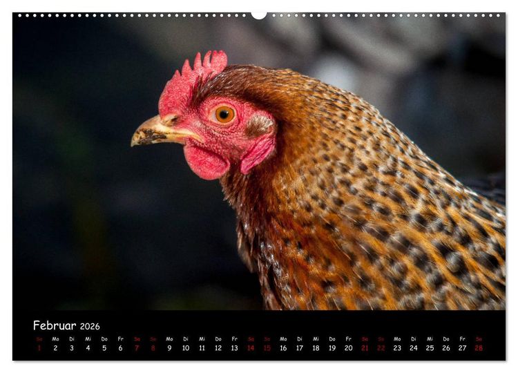 Produktbild: Neues von den Gartenh&uuml;hnern (Wandkalender 2026 DIN A2 quer), CALVENDO Monatskalender