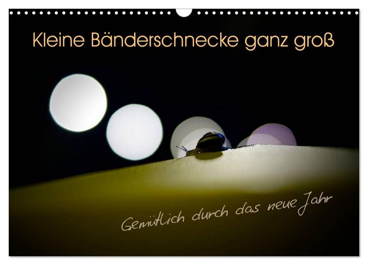 Produktbild: Kleine B&auml;nderschnecke ganz gro&szlig; - Gem&uuml;tlich durch das neue Jahr (Wandkalender 2026 DIN A3 quer), CALVENDO Monatskalender