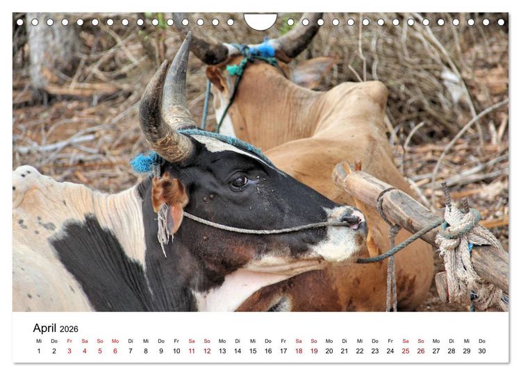 Produktbild: Tiere Madagaskars (Wandkalender 2026 DIN A4 quer), CALVENDO Monatskalender
