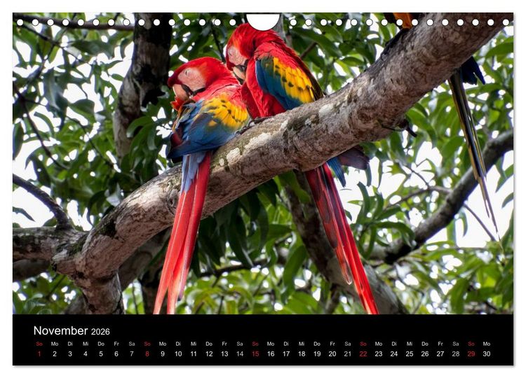 Produktbild: Costa Rica. Faszinierende Tierwelt (Wandkalender 2026 DIN A4 quer), CALVENDO Monatskalender