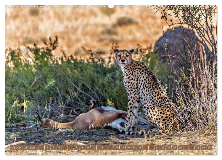 Produktbild: Afrikas Tierwelt - Geparde (hochwertiger Premium Wandkalender 2026 DIN A2 quer), Kunstdruck in Hochglanz