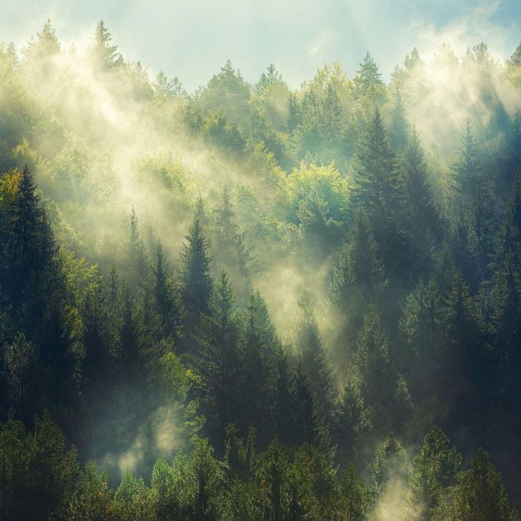 Produktbild: Unser Wald / Forest Nature 2027