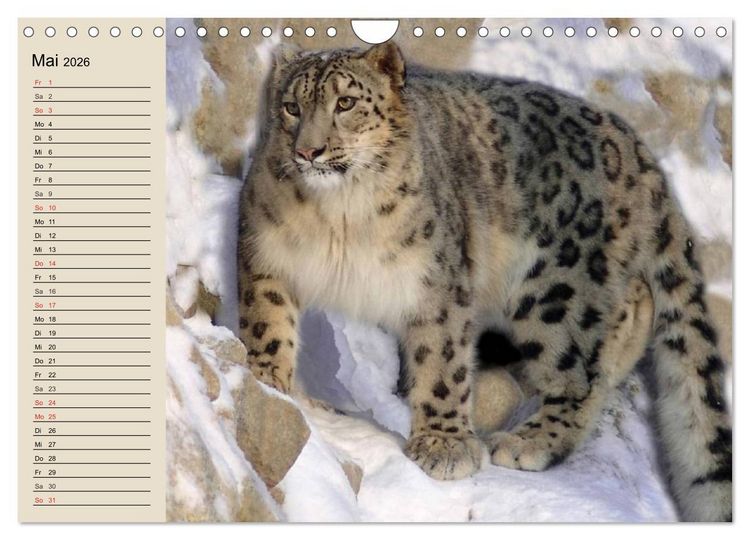Produktbild: Schneeleoparden. Geschmeidige Gebirgsj&auml;ger (Wandkalender 2026 DIN A4 quer), CALVENDO Monatskalender