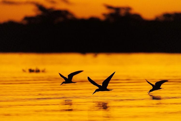 Produktbild: Pantanal