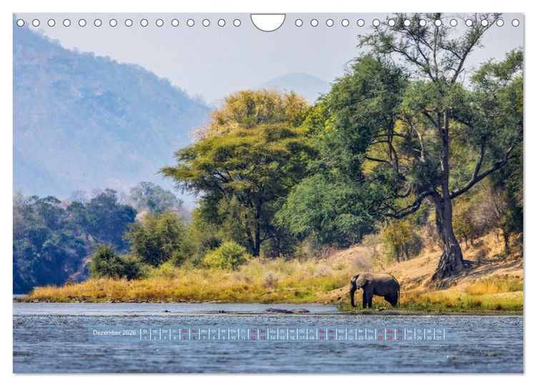 Produktbild: Sambias gro&szlig;artige Tierwelt (Wandkalender 2026 DIN A4 quer), CALVENDO Monatskalender