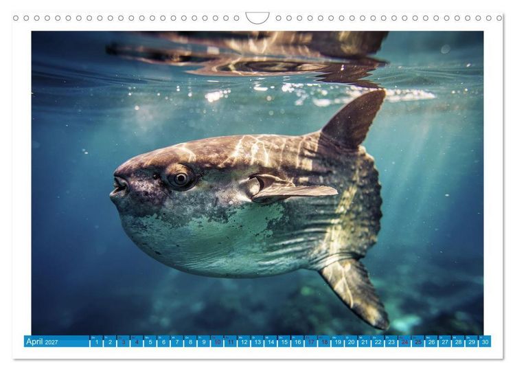 Produktbild: Knochen - und Mondfische (Wandkalender 2027 DIN A3 quer), CALVENDO Monatskalender
