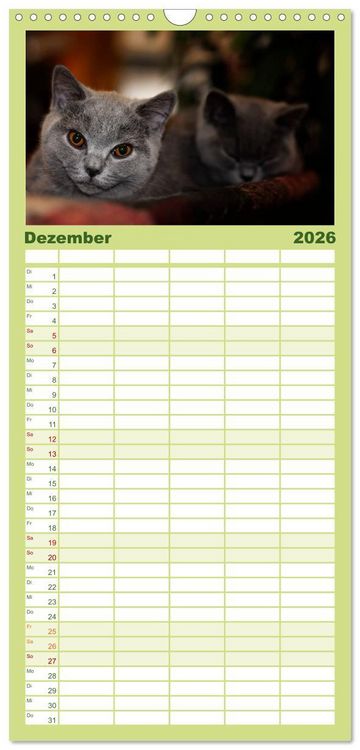 Produktbild: Familienplaner 2026 - B&auml;rige Schmusetiger - Britisch Kurzhaar mit 5 Spalten (Wandkalender, 21 x 45 cm) CALVENDO